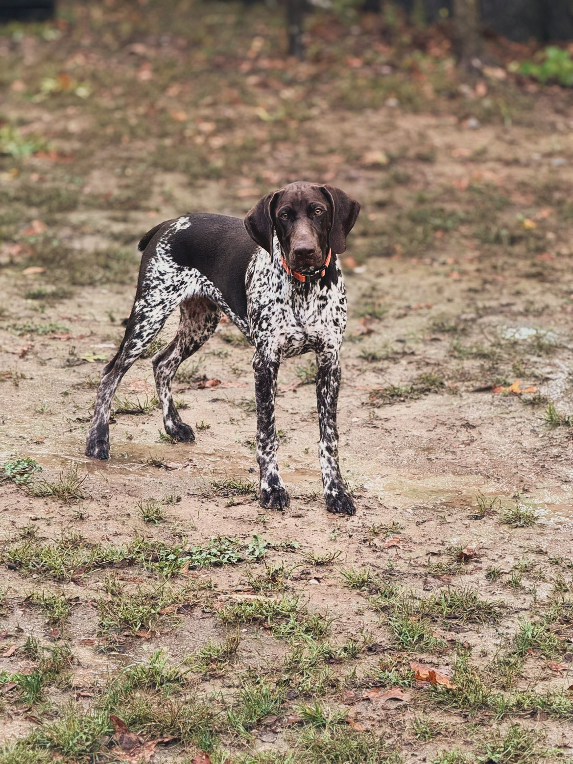 Dually, Christopher’s German Shorthaired Pointer, wearing an orange collar